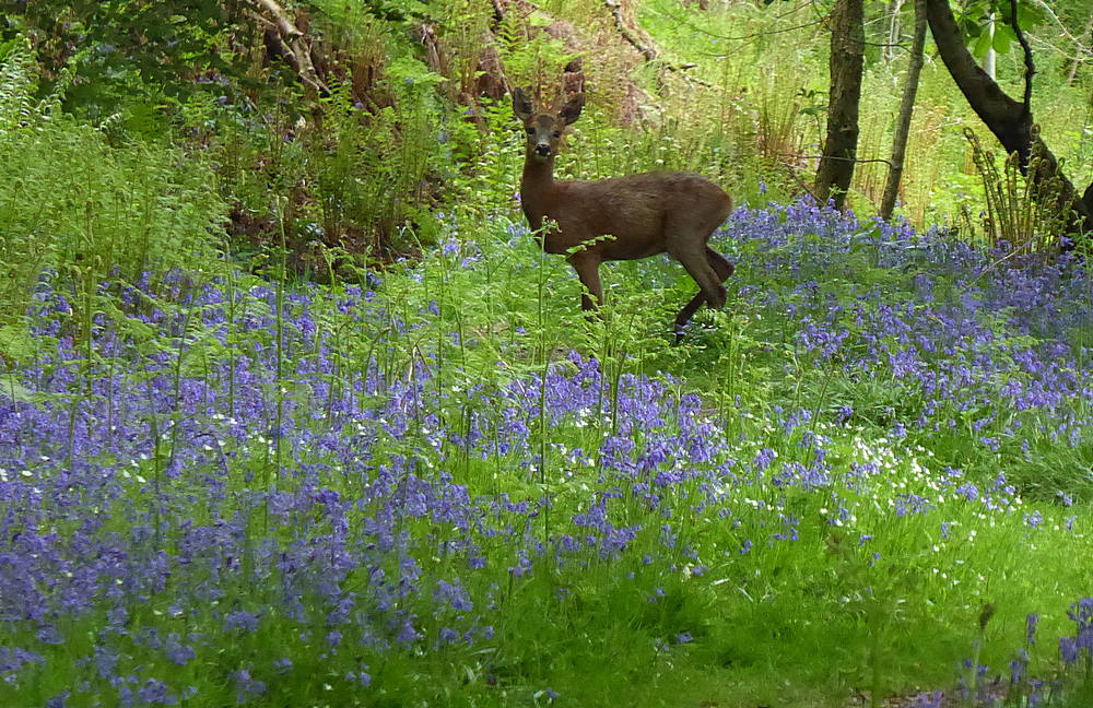 Deer in bluebell wood